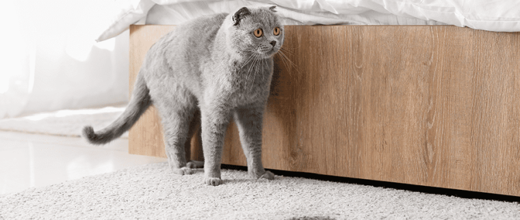 marquage urinaire chat
